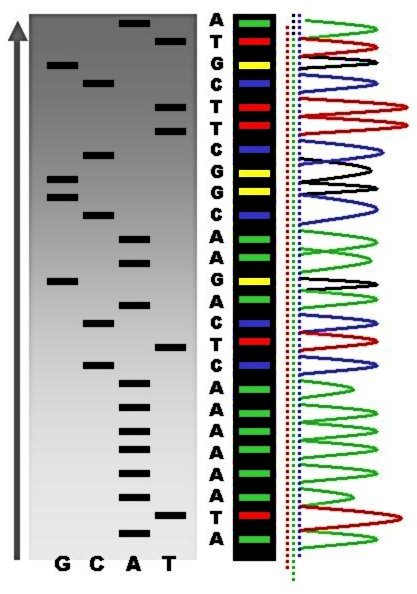 An example of the results of a DNA sequencing based on chain termination. <i>Source: Abizar / Wikimedia commons</i>.