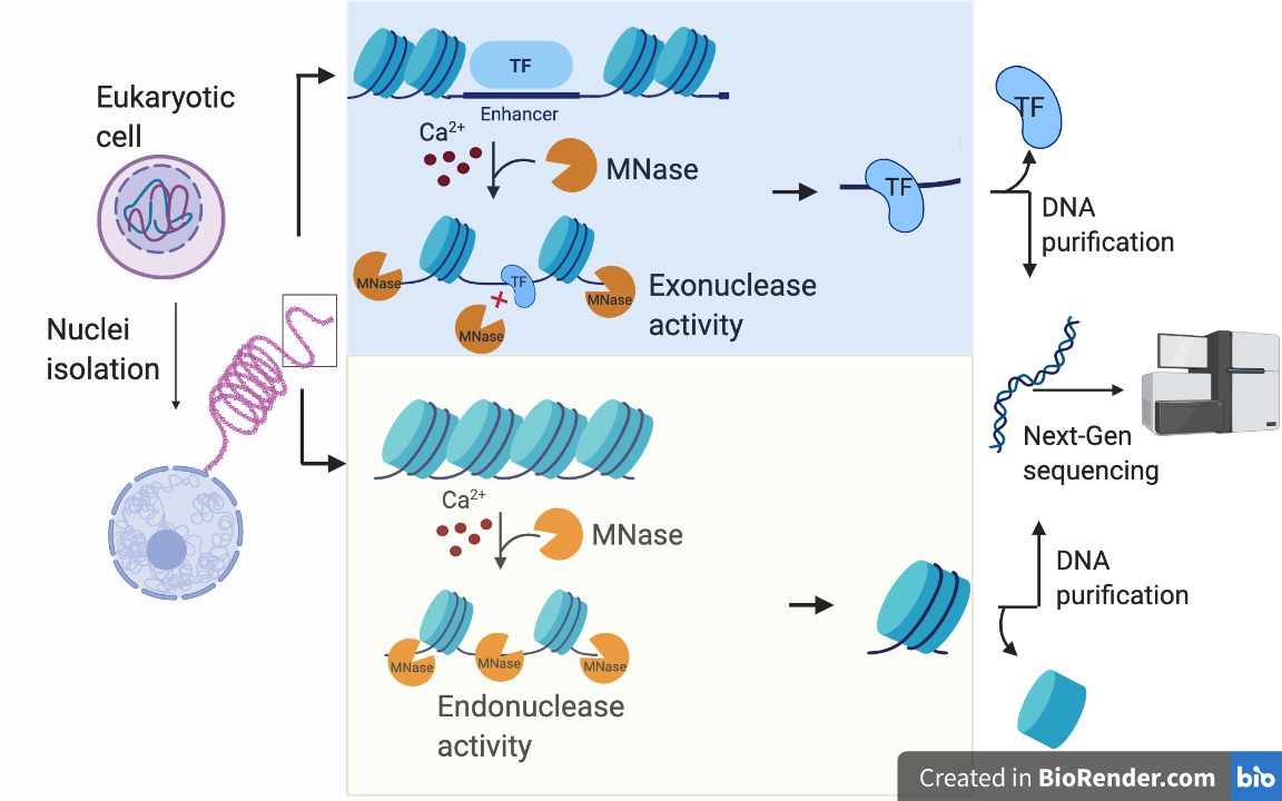 Summary of the MNase-seq process from cross-linking to sequencing. Source: Omerriya / Wikimedia commons