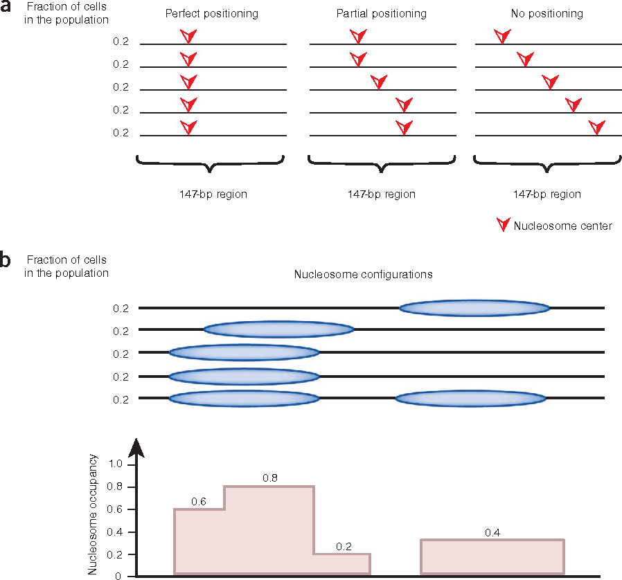 Illustration of the concepts of nucleosome positioning and nucleosome occupancy. The fuzziness is the measure of how different nucleosomes are positioned in the same region: the 'perfect positioning' in a) would have a low fuzziness; the 'partial positioning' would have a middle fuzzines; and the 'no positioning' would have a high fuzziness. Soruce. Struhl, K., Segal, E. Determinants of nucleosome positioning. Nat Struct Mol Biol 20, 267–273 (2013). https://doi.org/10.1038/nsmb.2506.