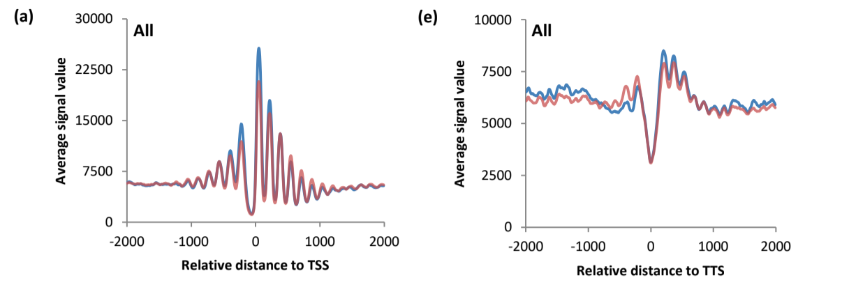 Nucleosome profiling across the transcription starting sites (TSS) &pm; 2000 bp and the transcription terminating sites (TTS or TES) &pm; 2000 bp for all genes in the <i>S. cerevisiae</i> genome, for two different conditions (WT -normal- and Xrn1-deficient) after correcting the bias with the naked DNA. Source: my master's thesis.